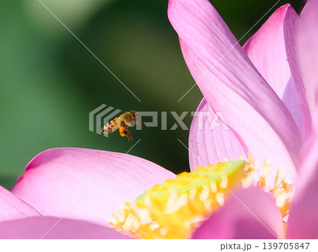 蓮の花に飛んでいる蜂 蓮の花に飛んでいる蜂 139705847