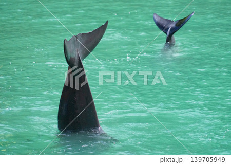 太地町立くじらの博物館のクジラショーで尾びれを見せるカズハゴンドウ 139705949