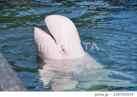 水面から顔を出すアルビノのハナゴンドウ 水面から顔を出すアルビノのハナゴンドウ 139705954
