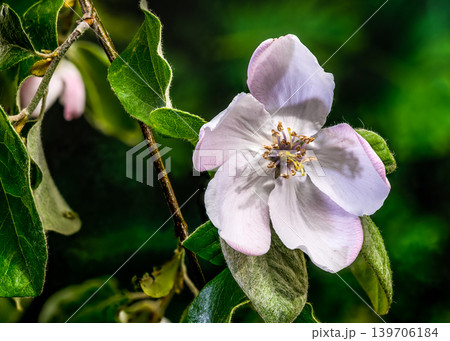 Close-up of a Pale Pink Quince Blossom Close-up of a Pale Pink Quince Blossom 139706184
