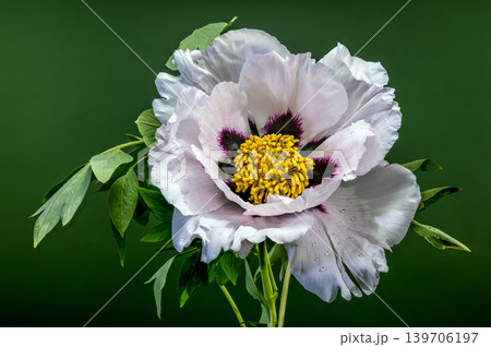 White Tree Peony Flower with Purple Center on Green Background White Tree Peony Flower with Purple Center on Green Background 139706197