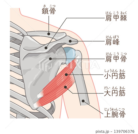 小円筋・大円筋　Teres minor and teres major 139706376