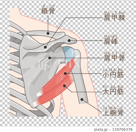 小円筋・大円筋　Teres minor and teres major 139706376