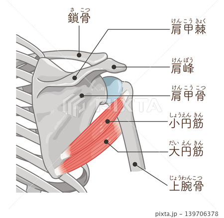 小円筋・大円筋　Teres minor and teres major 139706378
