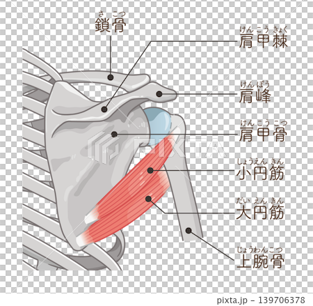 小円筋・大円筋　Teres minor and teres major 139706378