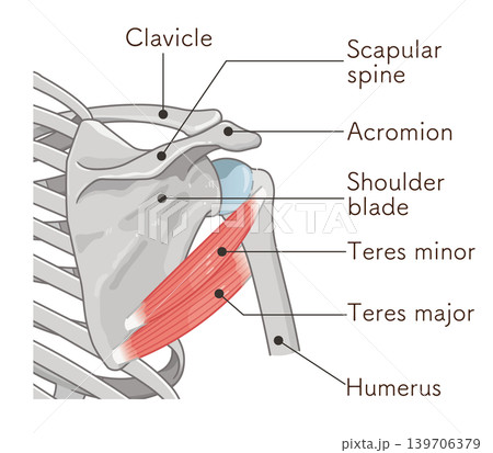 小円筋・大円筋　Teres minor and teres major 139706379