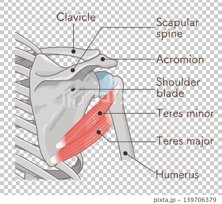 小円筋・大円筋　Teres minor and teres major 139706379