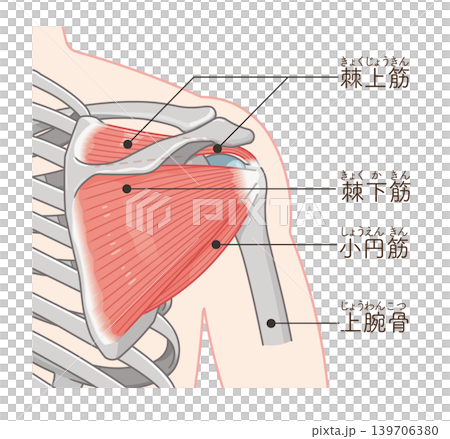 Illustration of the rotator cuff of the shoulder Illustration of the rotator cuff of the shoulder 139706380