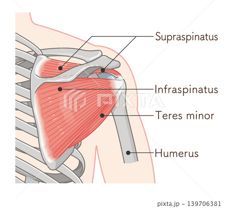 肩の腱板のイラスト rotator cuff of the shoulder 139706381