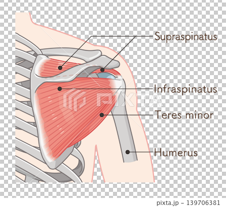 肩の腱板のイラスト rotator cuff of the shoulder 139706381