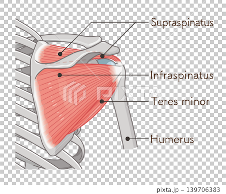 Illustration of the rotator cuff of the shoulder Illustration of the rotator cuff of the shoulder 139706383