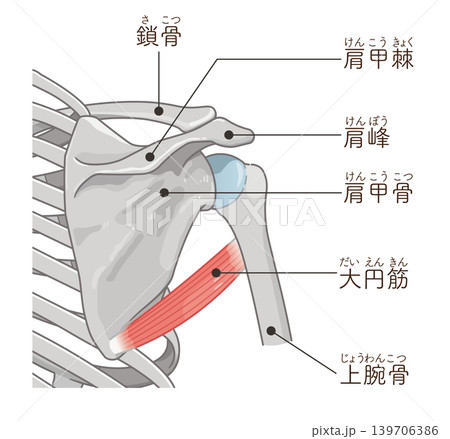 大円筋　Teres major 139706386