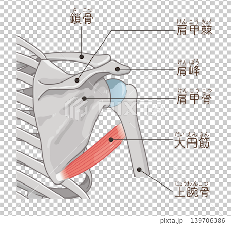 Teres major muscle 139706386