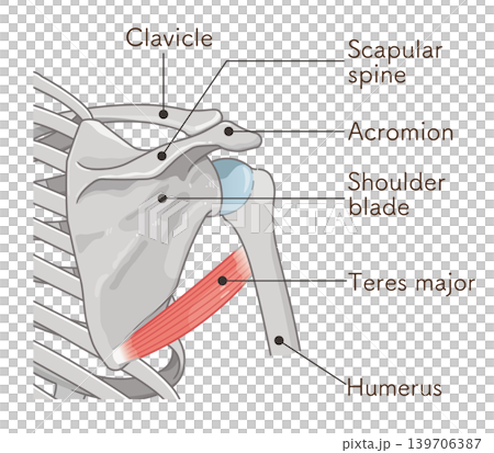 Teres major muscle Teres major muscle 139706387