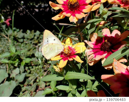 モンキチョウ メス ジニアの花 モンキチョウ メス ジニアの花 139706483