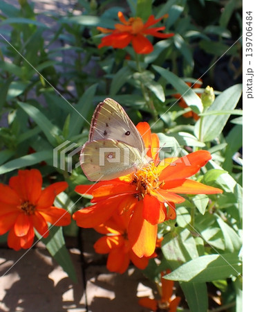 モンキチョウ メス ジニアの花 モンキチョウ メス ジニアの花 139706484