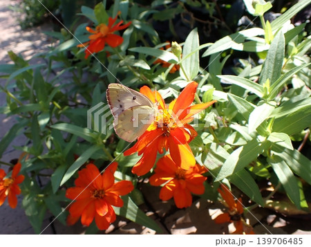 モンキチョウ メス ジニアの花 モンキチョウ メス ジニアの花 139706485