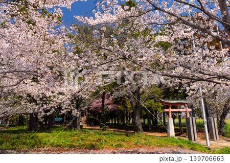 埼玉県熊谷市玉作　和田吉野川沿いの桜リバーサイドパーク（大里桜堤）に隣接する玉作八幡神社の鳥居と桜 139706663
