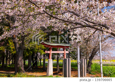 埼玉県熊谷市玉作　和田吉野川沿いの桜リバーサイドパーク（大里桜堤）に隣接する玉作八幡神社の鳥居と桜 139706665