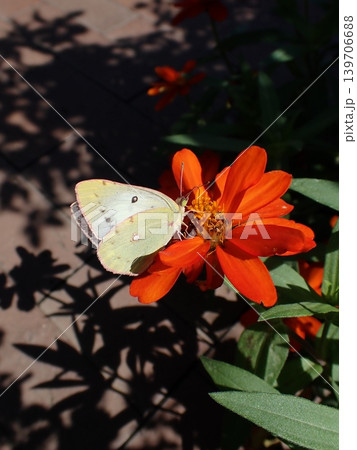 モンキチョウ メス ジニアの花 モンキチョウ メス ジニアの花 139706688