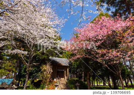 埼玉県熊谷市玉作　和田吉野川沿いの桜リバーサイドパーク（大里桜堤）に隣接する玉作八幡神社の境内の桜 139706695