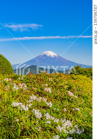 (神奈川県)石楠花咲く大観山展望台から富士山を望む (神奈川県)石楠花咲く大観山展望台から富士山を望む 139706787