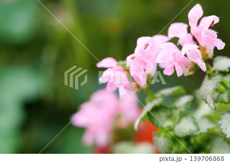 幻想的なピンクのラミウムの花 幻想的なピンクのラミウムの花 139706868