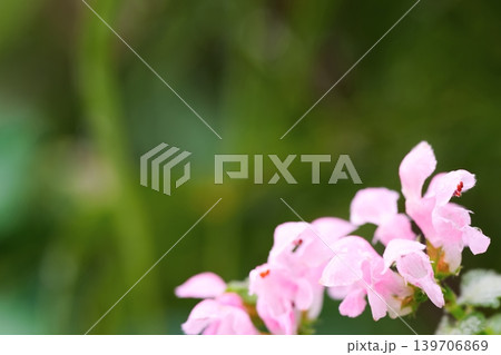 雨上がりの庭に咲く小さなラミウムの花 雨上がりの庭に咲く小さなラミウムの花 139706869