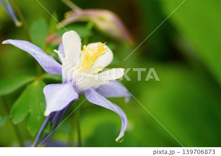 雨粒をまとったオダマキの花のマクロ写真 139706873