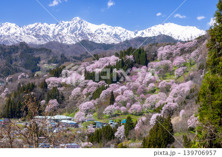 長野県上水内郡小川村高府 オオヤマザクラ、エドヒガンなどが咲く二反田の桜と残雪の北アルプス五竜岳など 長野県上水内郡小川村高府 オオヤマザクラ、エドヒガンなどが咲く二反田の桜と残雪の北アルプス五竜岳など 139706957