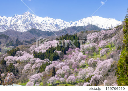 長野県上水内郡小川村高府 オオヤマザクラ、エドヒガンなどが咲く二反田の桜と残雪の北アルプス五竜岳など 長野県上水内郡小川村高府 オオヤマザクラ、エドヒガンなどが咲く二反田の桜と残雪の北アルプス五竜岳など 139706960