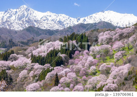 長野県上水内郡小川村高府　オオヤマザクラ、エドヒガンなどが咲く二反田の桜と残雪の北アルプス五竜岳など 139706961