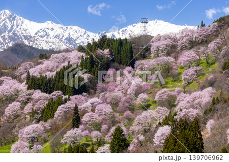 長野県上水内郡小川村高府　オオヤマザクラ、エドヒガンなどが咲く二反田の桜と残雪の北アルプス五竜岳など 139706962