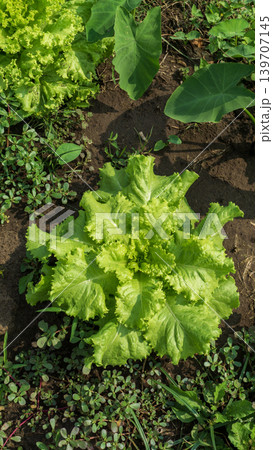 Fresh green curly lettuce (Lactuca sativa) growing on an organic vegetable farm. Fresh green curly lettuce (Lactuca sativa) growing on an organic vegetable farm. 139707145