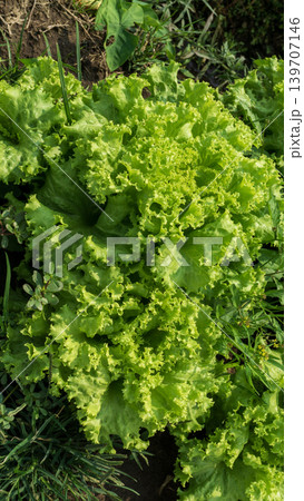 Fresh green curly lettuce (Lactuca sativa) growing on an organic vegetable farm. Fresh green curly lettuce (Lactuca sativa) growing on an organic vegetable farm. 139707146