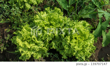 Fresh green curly lettuce (Lactuca sativa) growing on an organic vegetable farm. Fresh green curly lettuce (Lactuca sativa) growing on an organic vegetable farm. 139707147