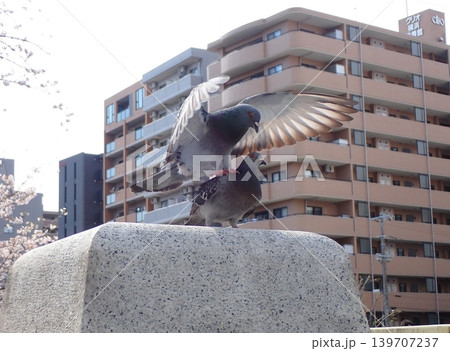 交尾中のハト 139707237
