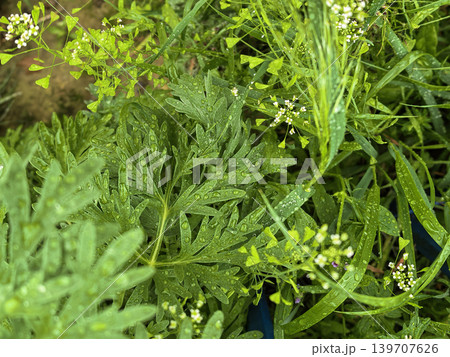 Green grass and wild plants covered with water droplets after rain in a natural outdoor setting. Green grass and wild plants covered with water droplets after rain in a natural outdoor setting. 139707626