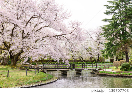 満開となった桜の大樹 伊佐須美神社 あやめ苑 福島県 満開となった桜の大樹 伊佐須美神社 あやめ苑 福島県 139707708