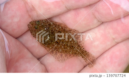 手のひらに乗せた小さなヒラメの稚魚 139707724