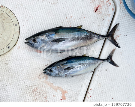 船上に並べた新鮮なソウダガツオの釣果 船上に並べた新鮮なソウダガツオの釣果 139707726