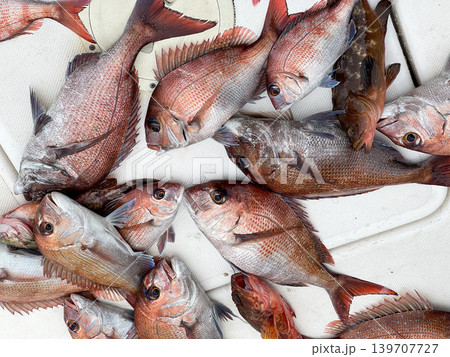 真鯛とキジハタが並ぶ豪華な海釣りの釣果 真鯛とキジハタが並ぶ豪華な海釣りの釣果 139707727