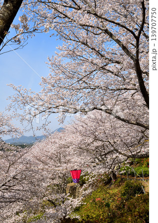 桜、サクラ、さくら 桜、サクラ、さくら 139707750