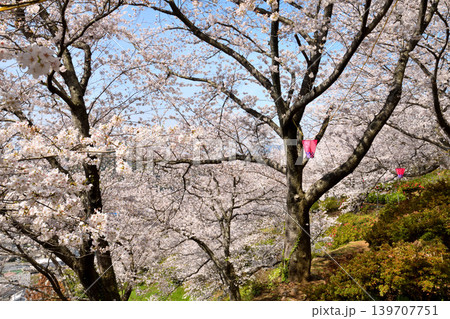 桜、サクラ、さくら 桜、サクラ、さくら 139707751