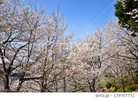 桜、サクラ、さくら 桜、サクラ、さくら 139707752