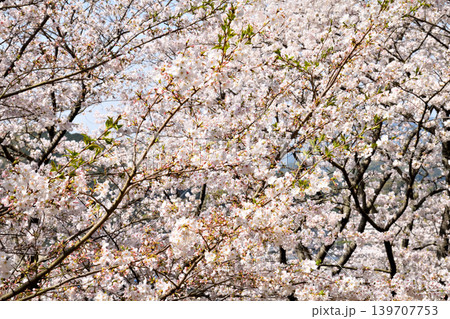 桜、サクラ、さくら 桜、サクラ、さくら 139707753
