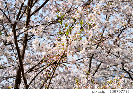 桜、サクラ、さくら 桜、サクラ、さくら 139707755