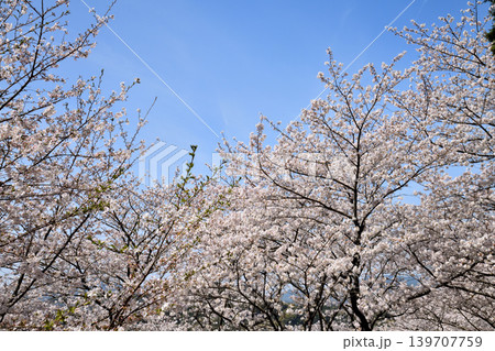 桜、サクラ、さくら 桜、サクラ、さくら 139707759