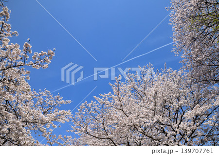 桜、サクラ、さくら 桜、サクラ、さくら 139707761