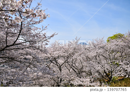 桜、サクラ、さくら 139707765